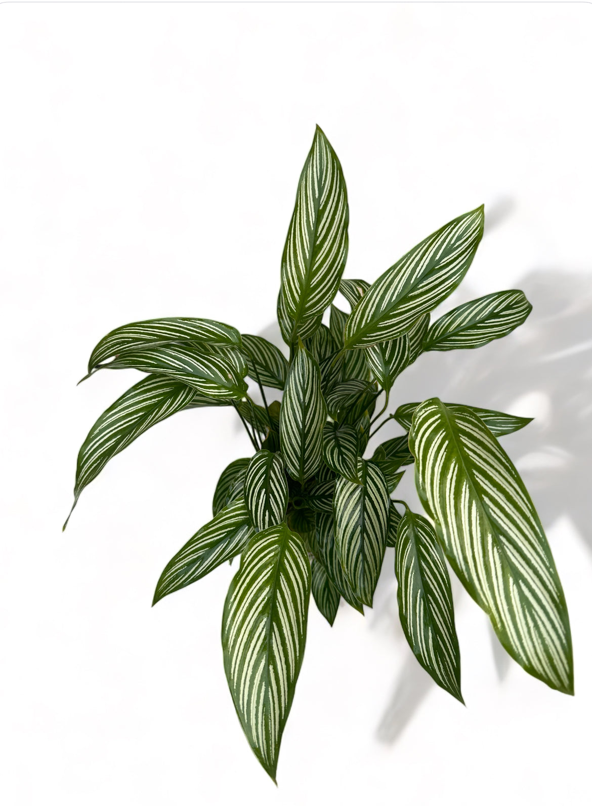 Καλαθέα Calathea vittata