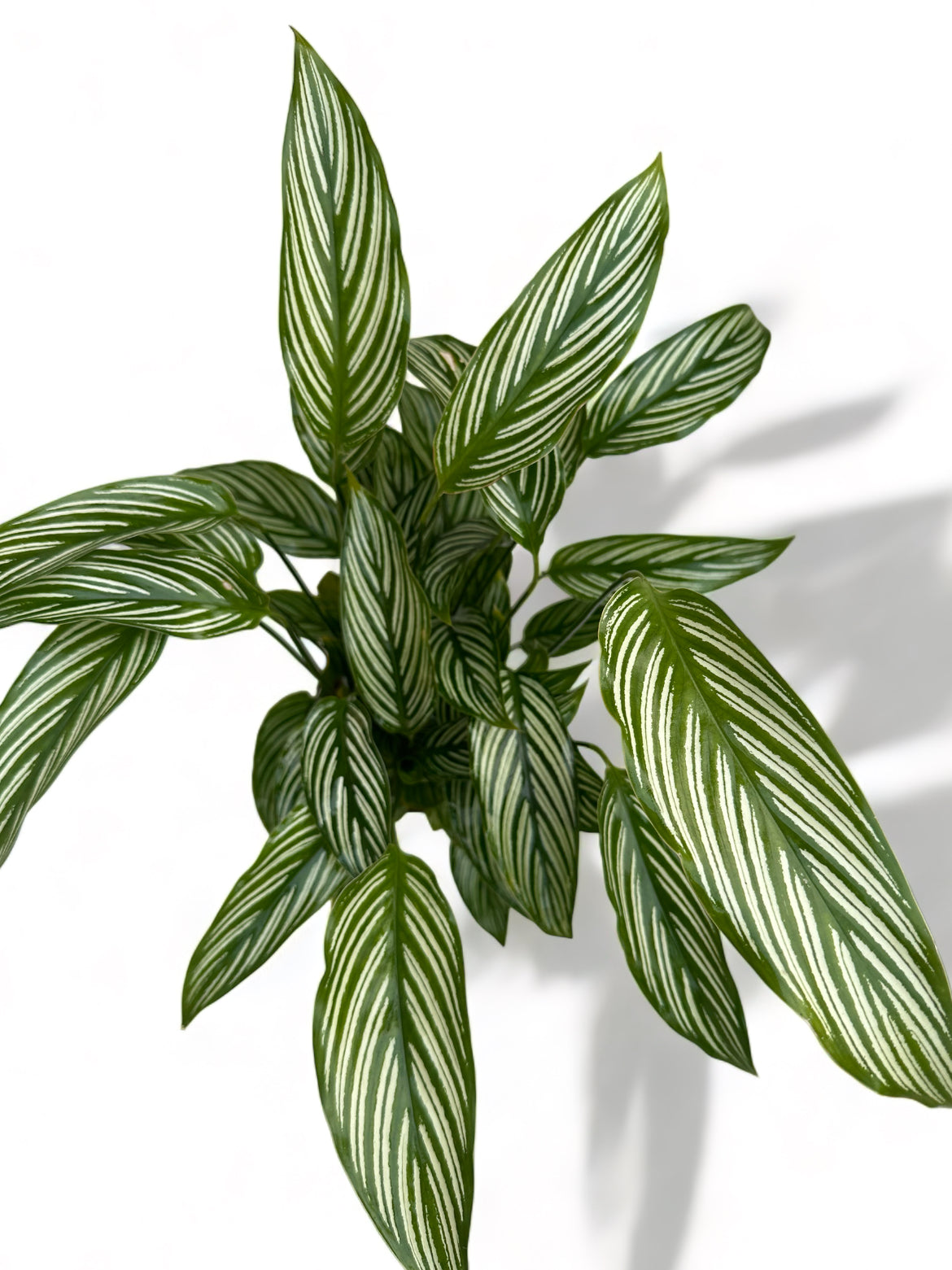 Καλαθέα Calathea vittata