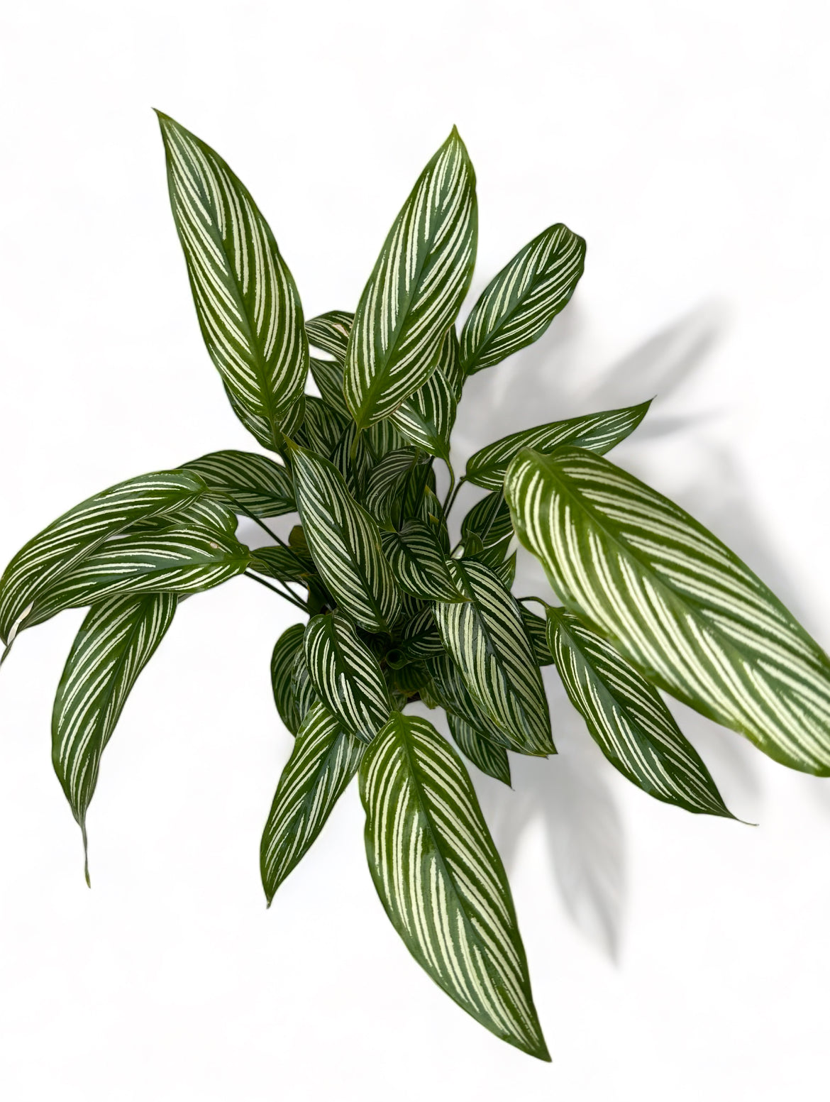 Καλαθέα Calathea vittata