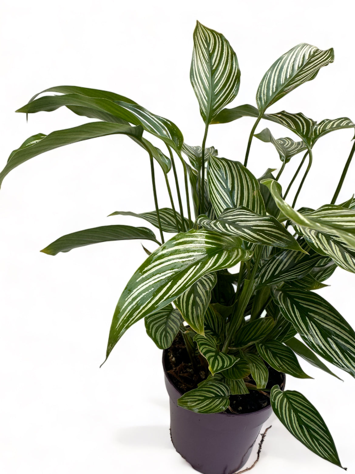 Καλαθέα Calathea vittata