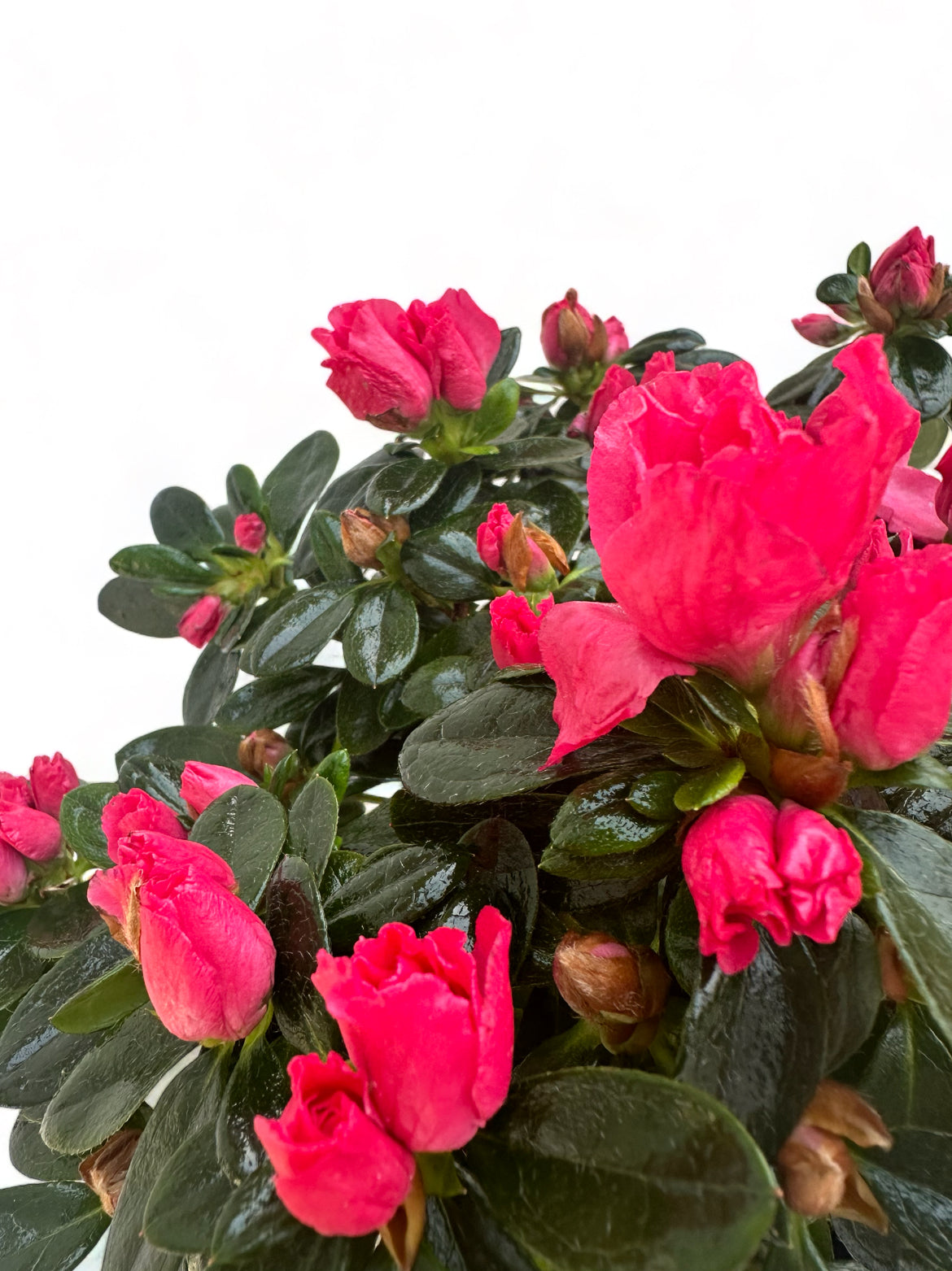 Αζαλέα Φούξια Rhododendron simsii