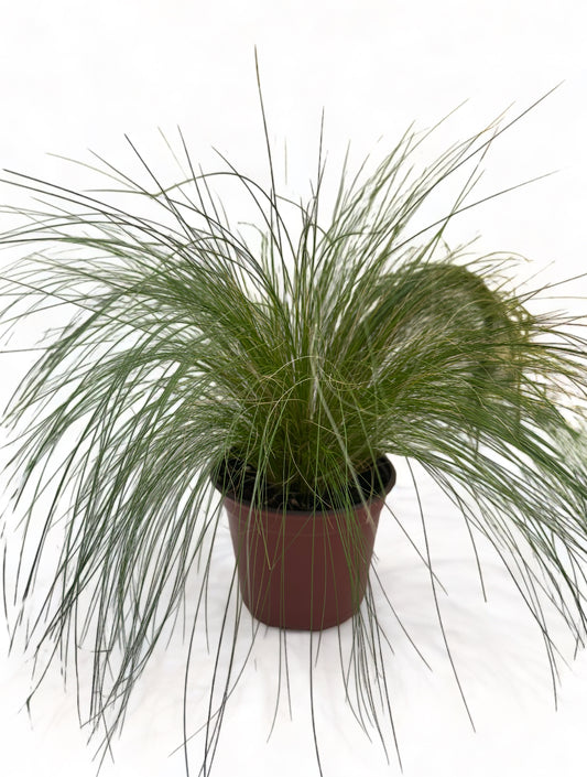 Στίπα Stipa tenuissima