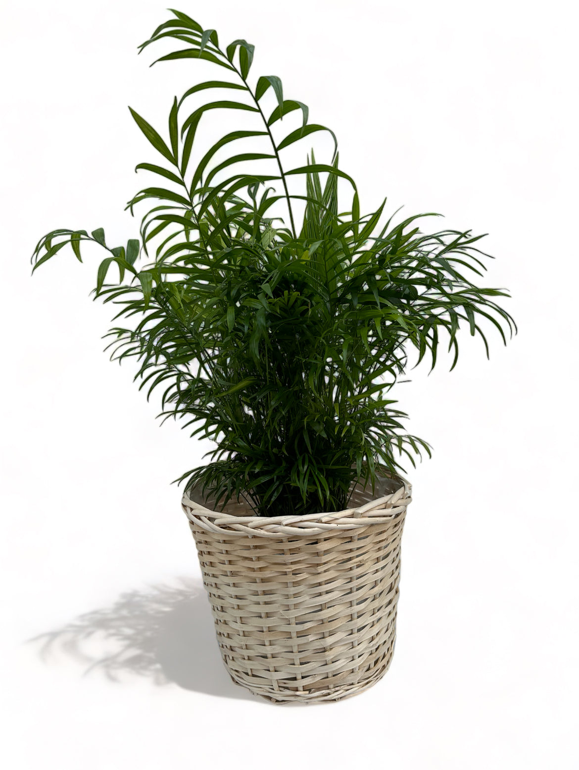 Χαμαιδωρέα Chamaedorea elegans