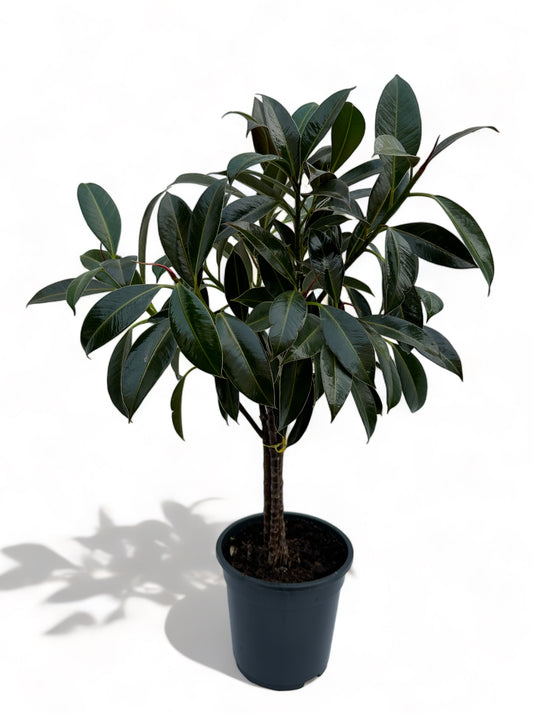 Φίκος Ficus elastica "Petite Melany" με κορμό Φ19 60-65εκ.