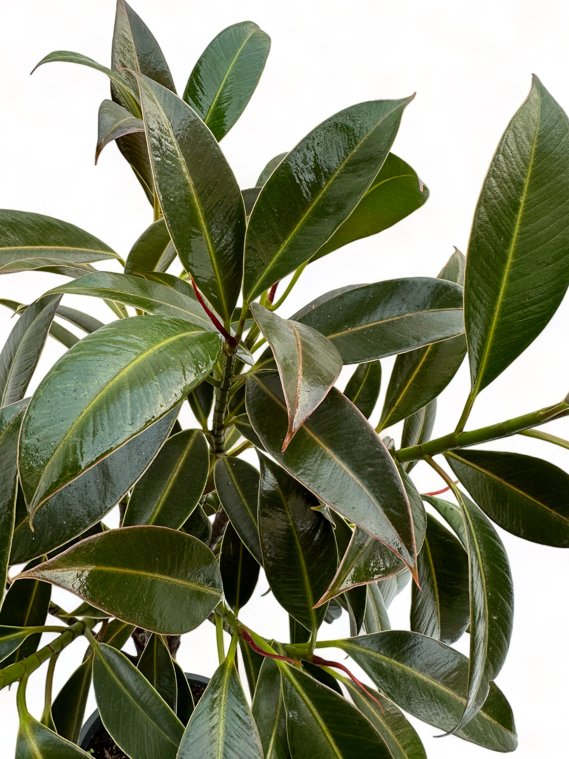 Φίκος Ficus elastica "Petite Melany" με κορμό Φ19 60-65εκ.