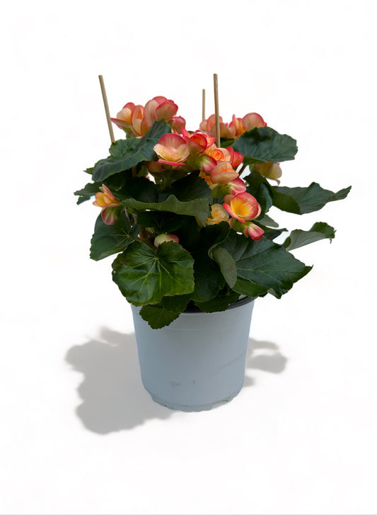 Μπιγγόνια Elatior Begonia κίτρινο - πορτοκαλί Φ19 25-30εκ.