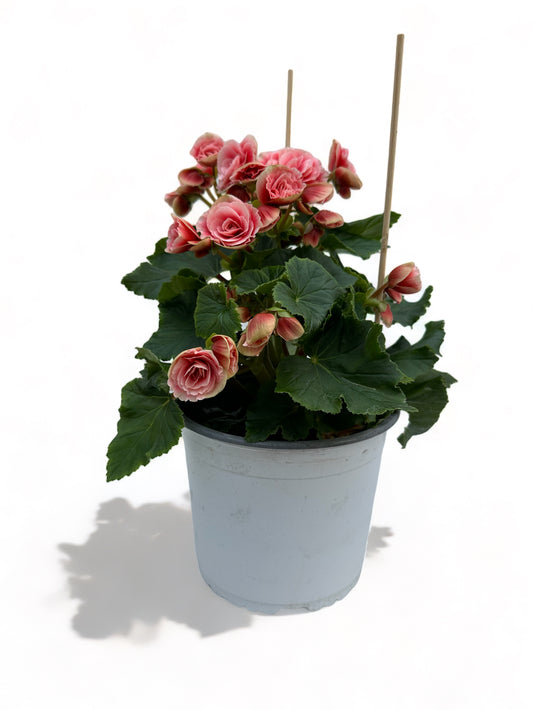 Μπιγγόνια Elatior Begonia κόκκινο - ροζ Φ19 25-30εκ.