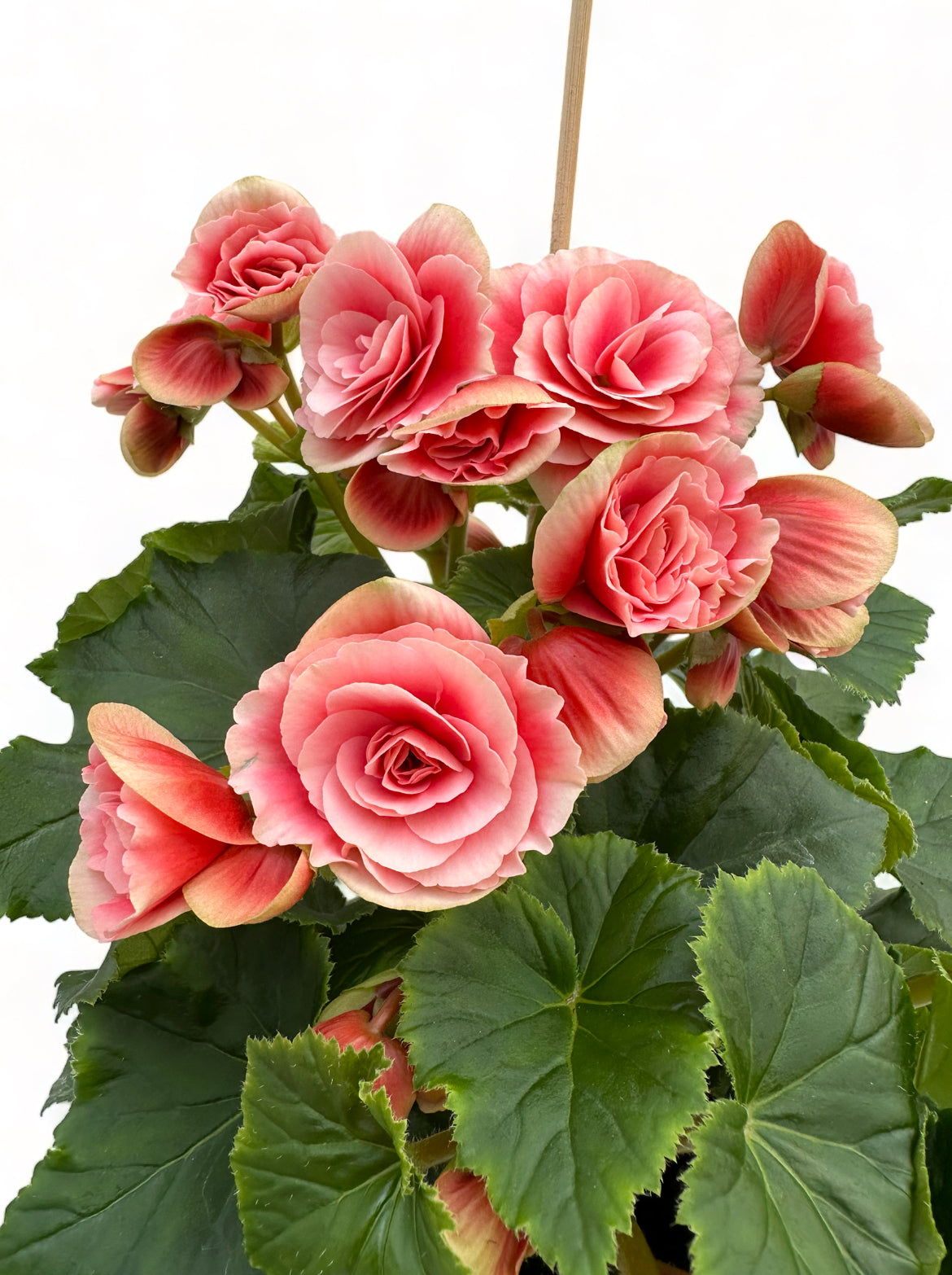 Μπιγγόνια Elatior Begonia κόκκινο - ροζ Φ19 25-30εκ.