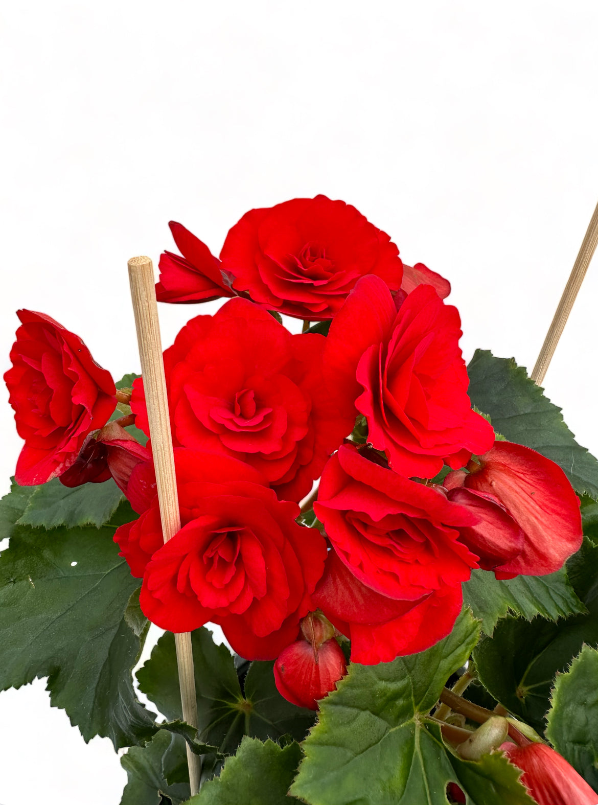 Μπιγγόνια Elatior Begonia κόκκινο Φ19 25-30εκ.