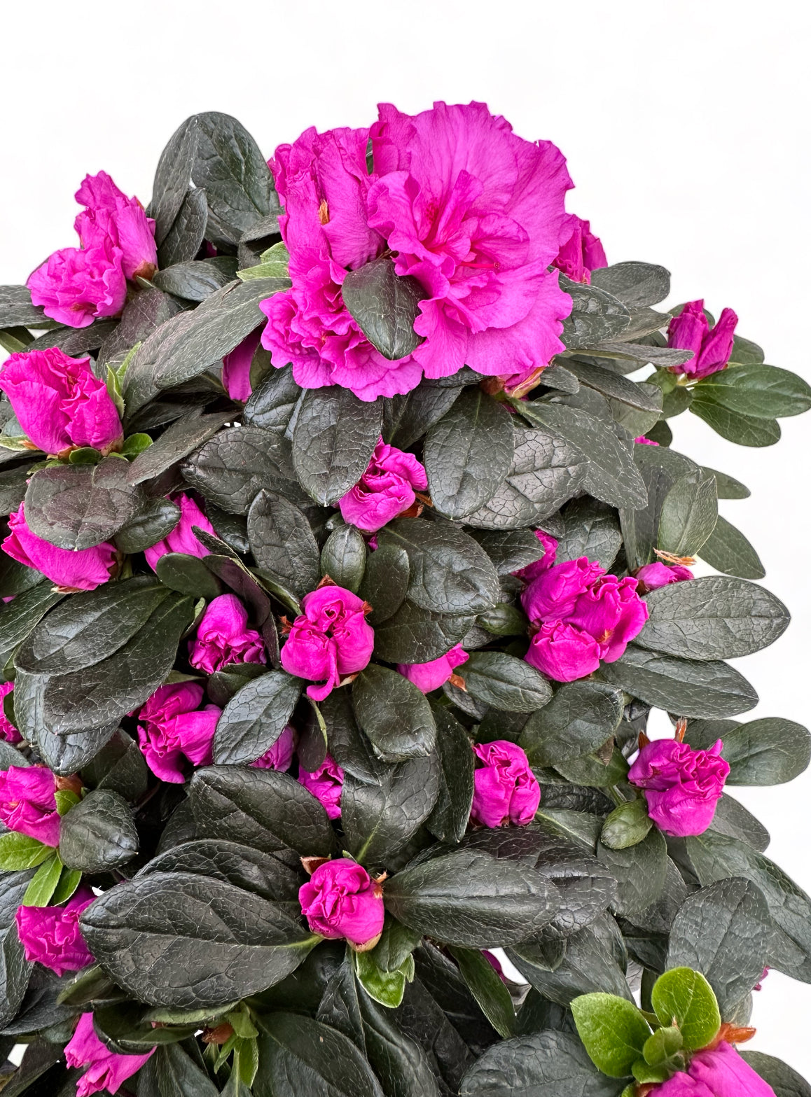 Αζαλέα μωβ Rhododendron simsii Φ22 20-25εκ.