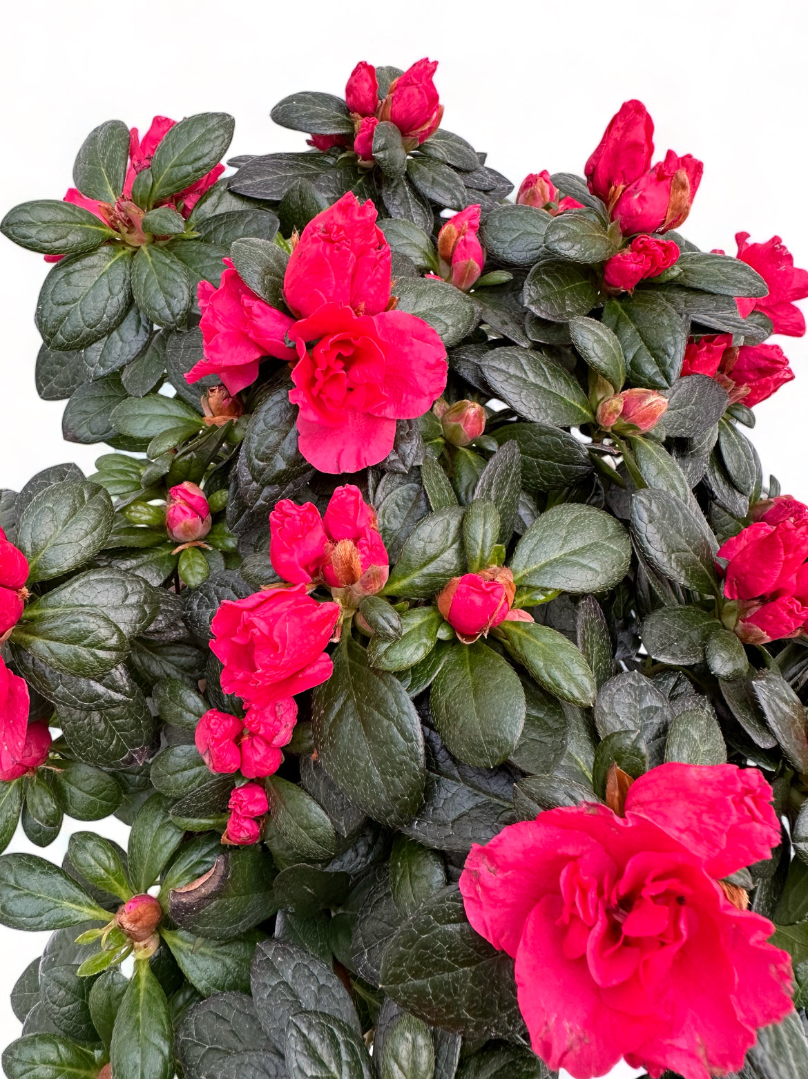 Αζαλέα φούξια Rhododendron simsii Φ22 20-25εκ.