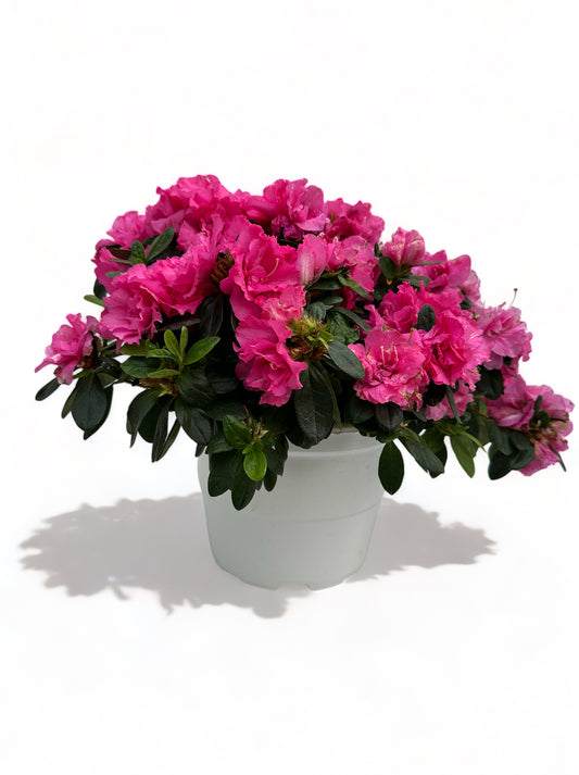 Αζαλέα απαλό φούξια Rhododendron simsii Φ22 20-25εκ.