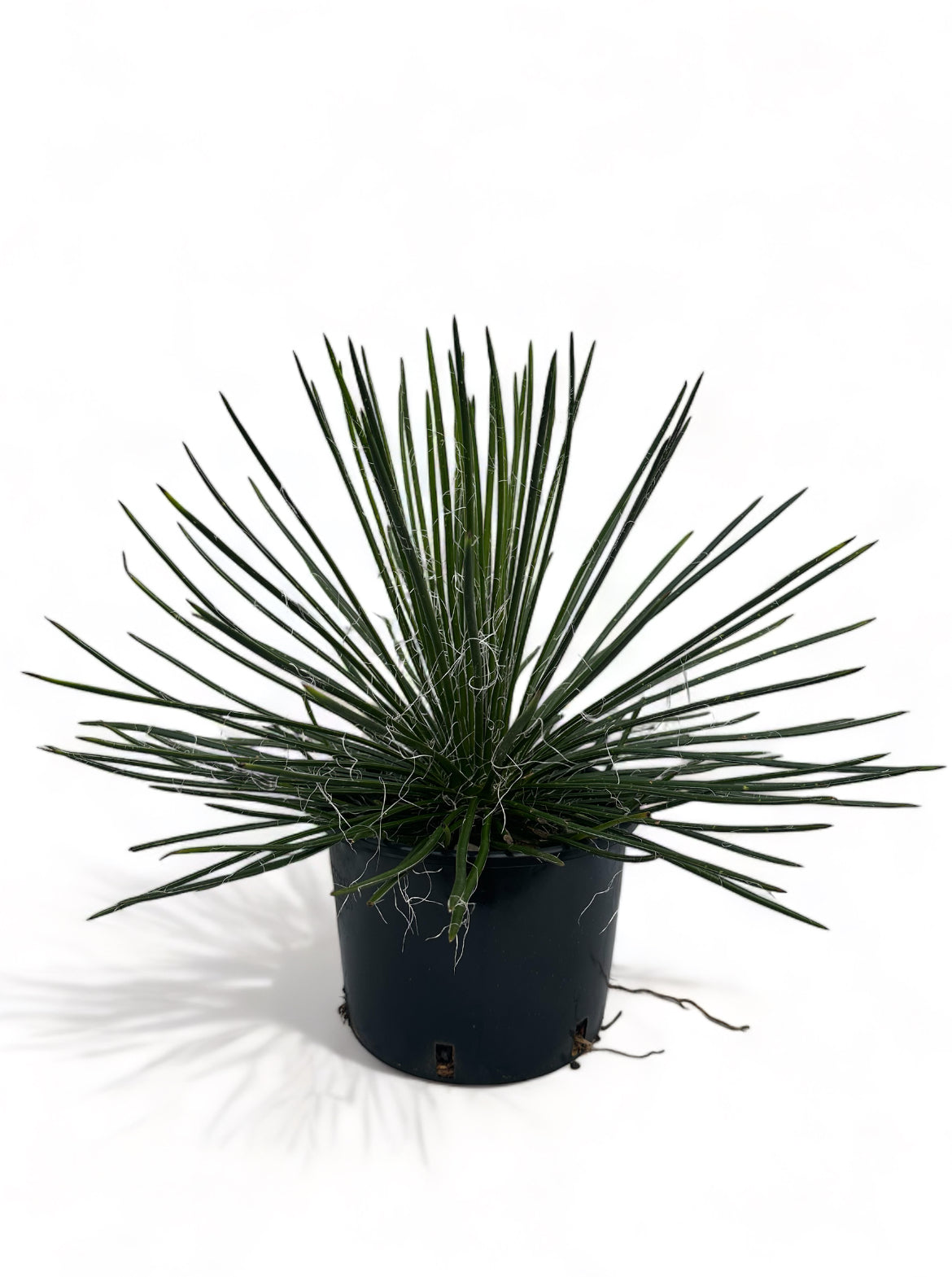 Αγαύη φιλίφερα Agave filifera Φ24 Υ35-40