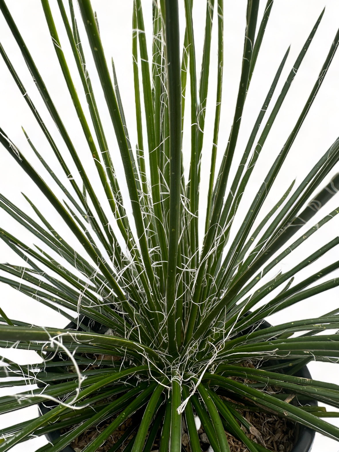 Αγαύη φιλίφερα Agave filifera Φ24 Υ35-40