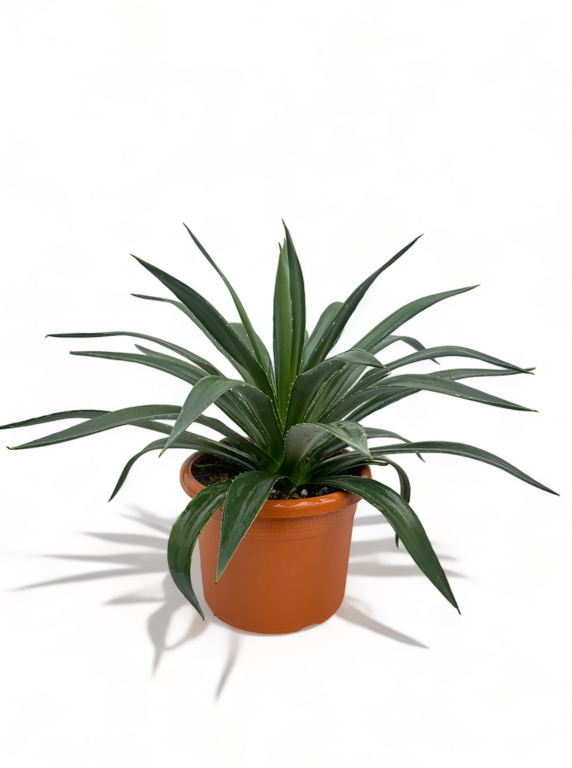 Αγαύη Agave Φ24 Υ30-40