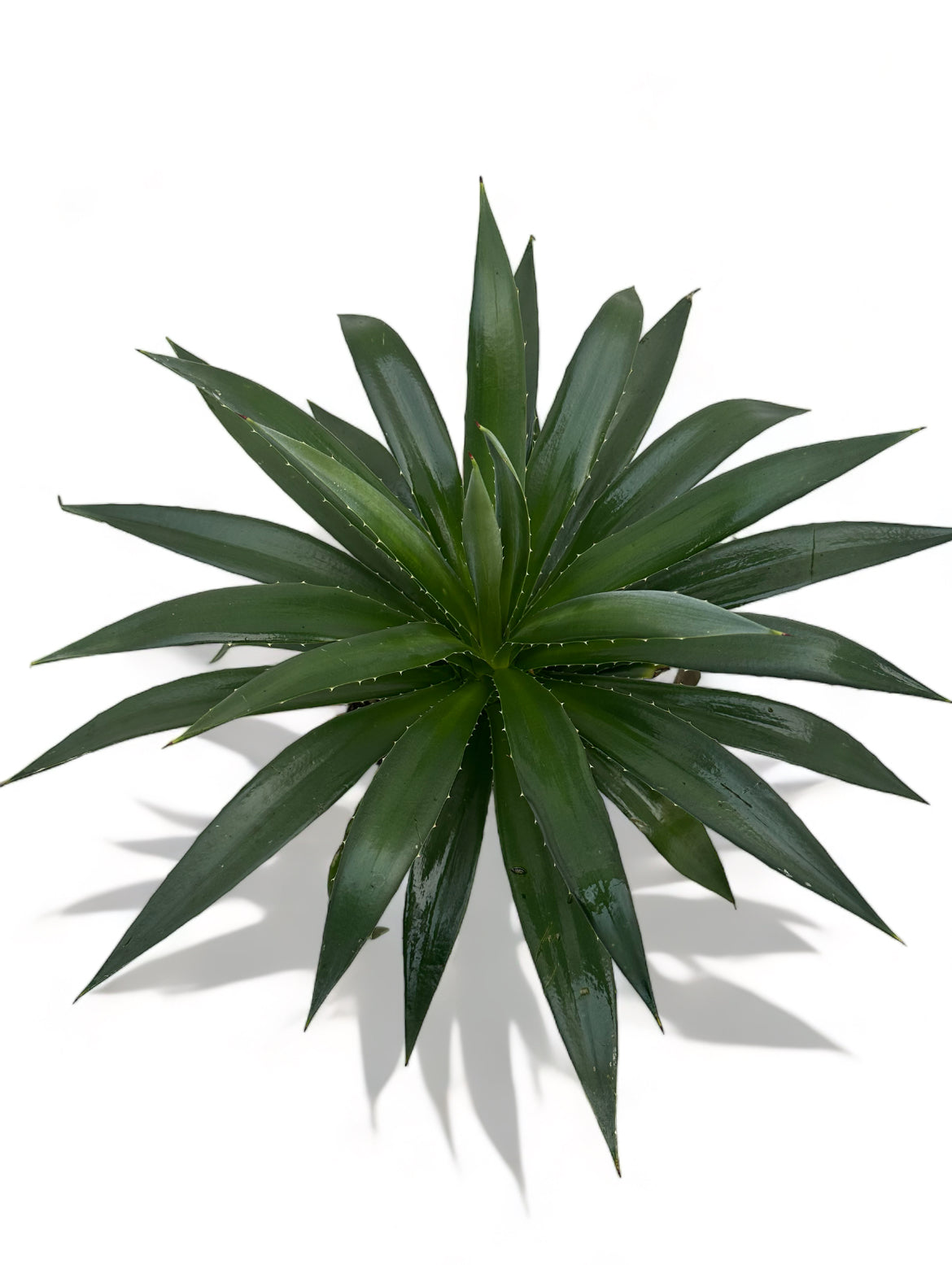 Αγαύη Agave Φ24 Υ30-40