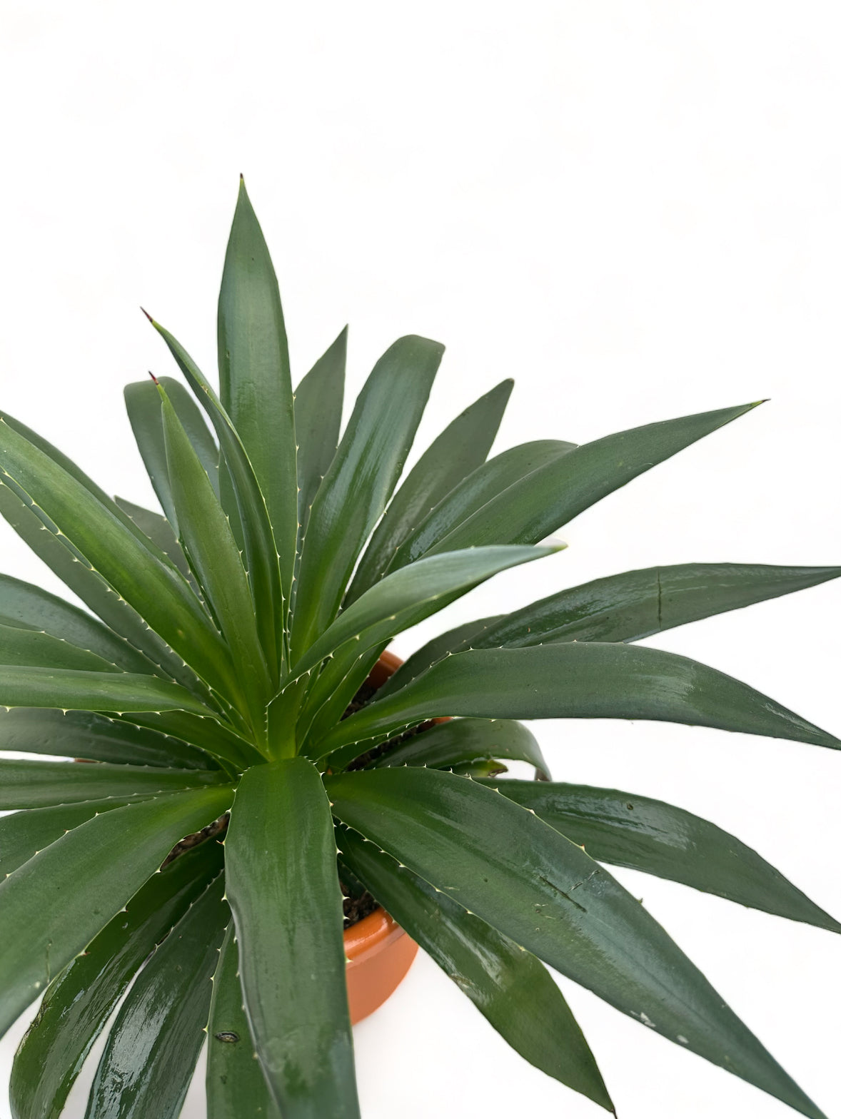 Αγαύη Agave Φ24 Υ30-40