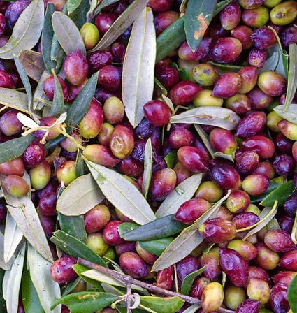 Ελιά Κορωνέικη