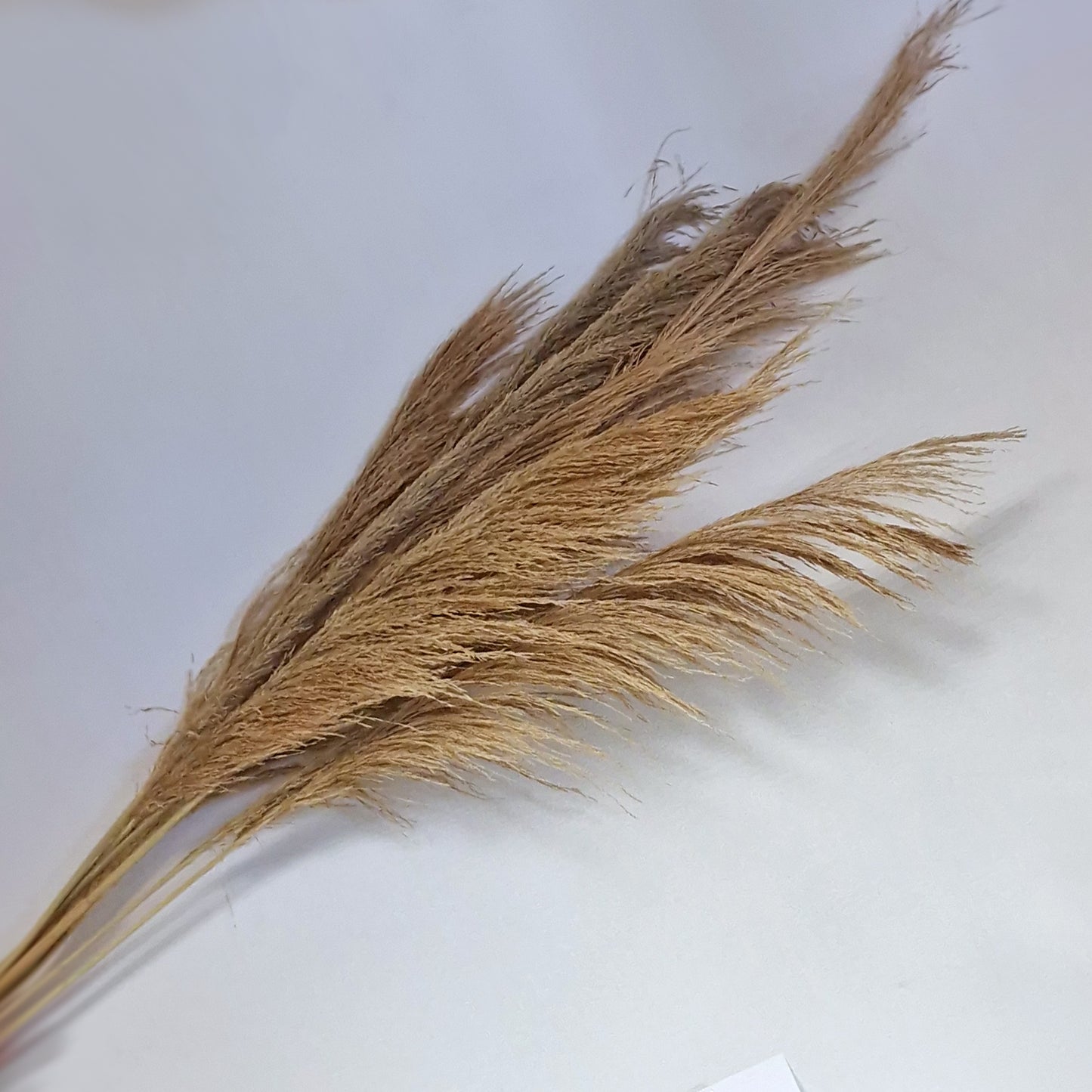 Pampas Φυσικό Αποξηραμένο κλαδί 60-70εκ. 1τεμ.