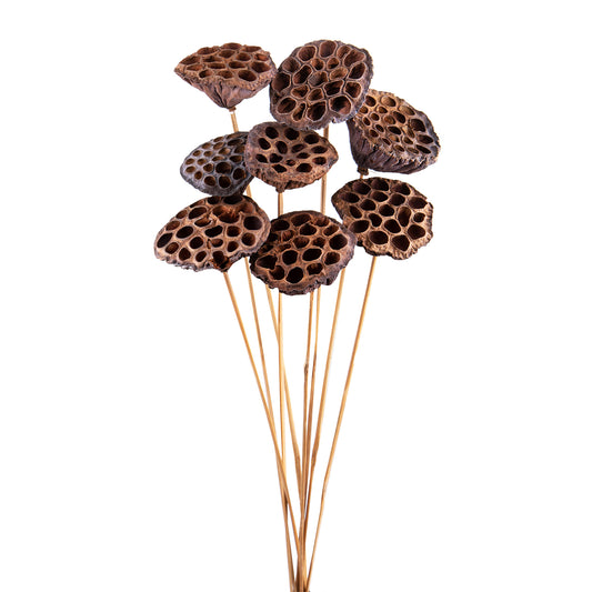 Λωτός – Αποξηραμένο Κλαδί Διακόσμησης (1 τεμ.)