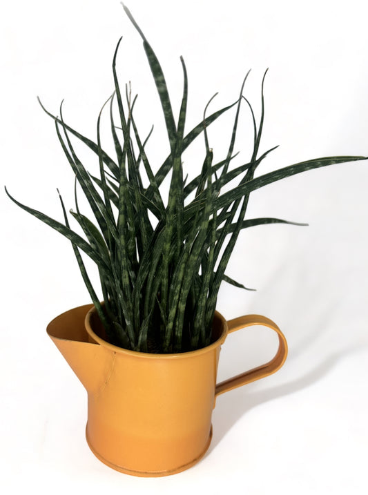 Μεταλλικό ποτιστήρι κασπώ πορτοκαλί