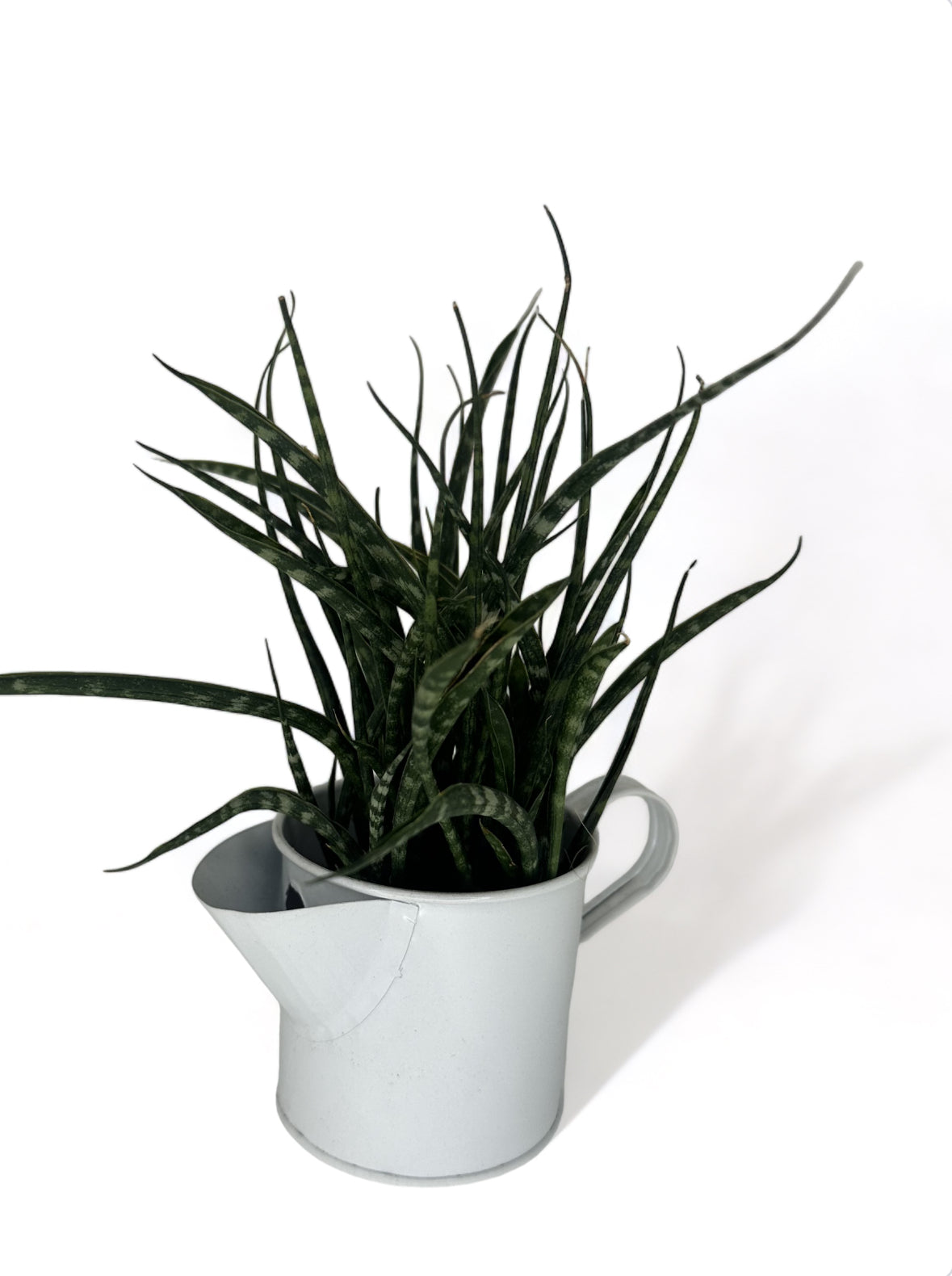 Μεταλλικό ποτιστήρι κασπώ λευκό