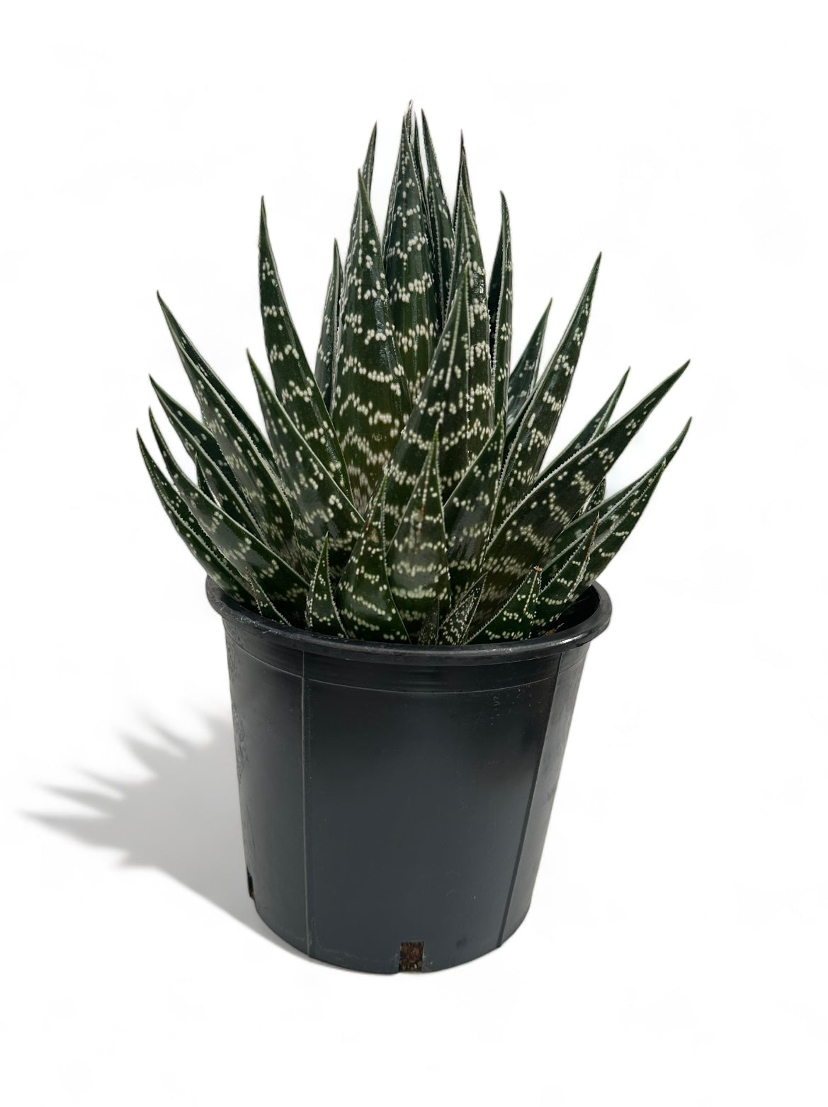 Παχύφυτο Αλόη Τίκι Aloe Tiki Tahi Φ18εκ. Υ20εκ.