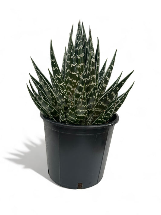 Παχύφυτο Αλόη Τίκι Aloe Tiki Tahi Φ18εκ. Υ20εκ.