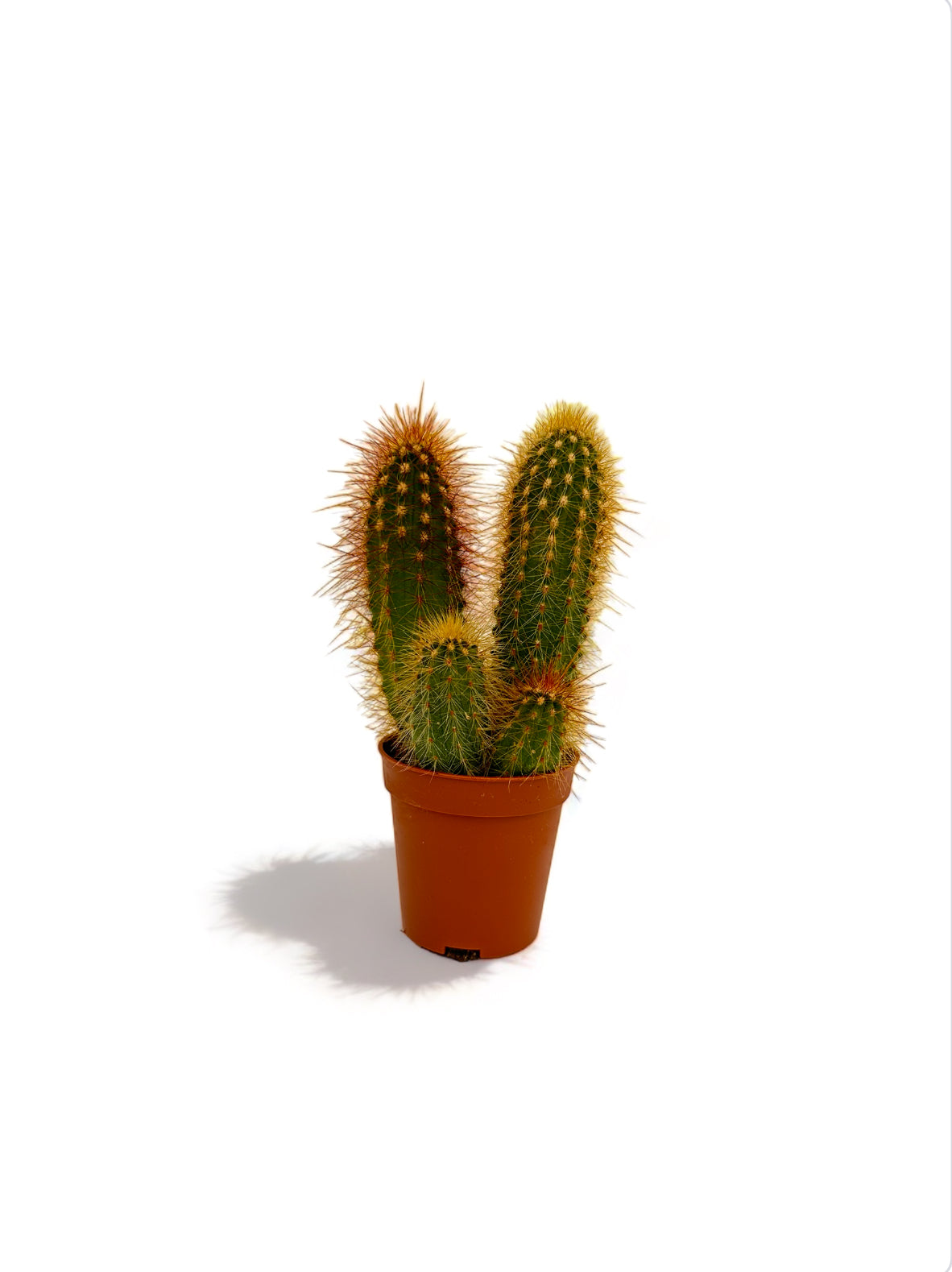 Κάκτος espostoa guentheri