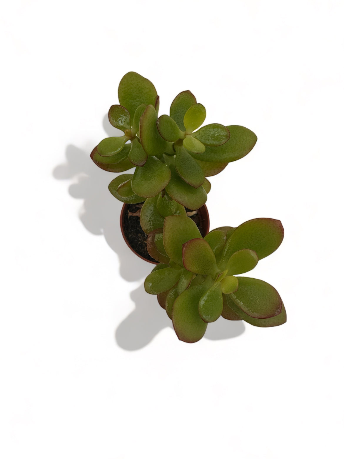 Παχύφυτο Crassula ovata Φ5,5εκ.