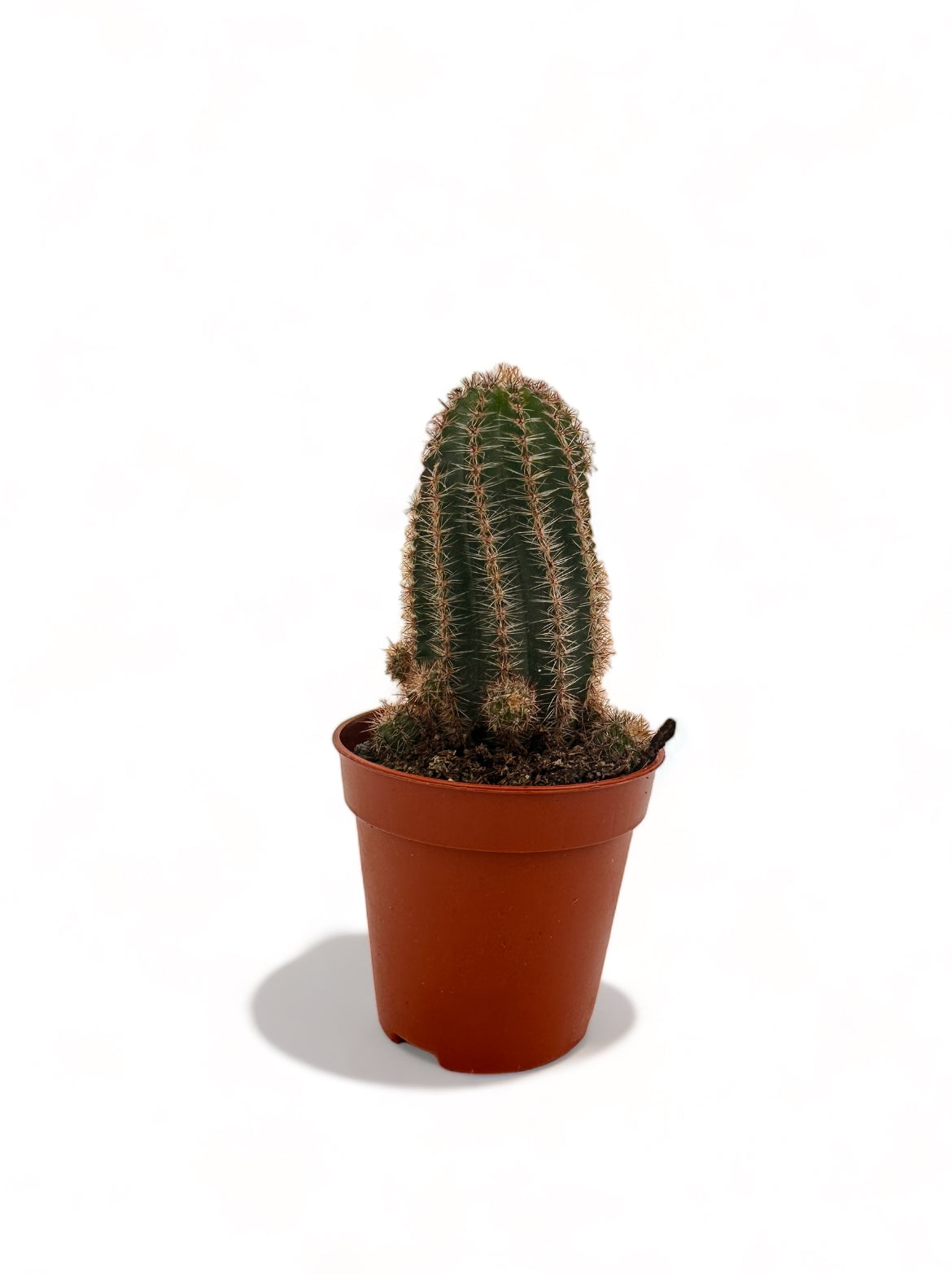 Κάκτος Echinocereus Pectinatus Φ5,5εκ.