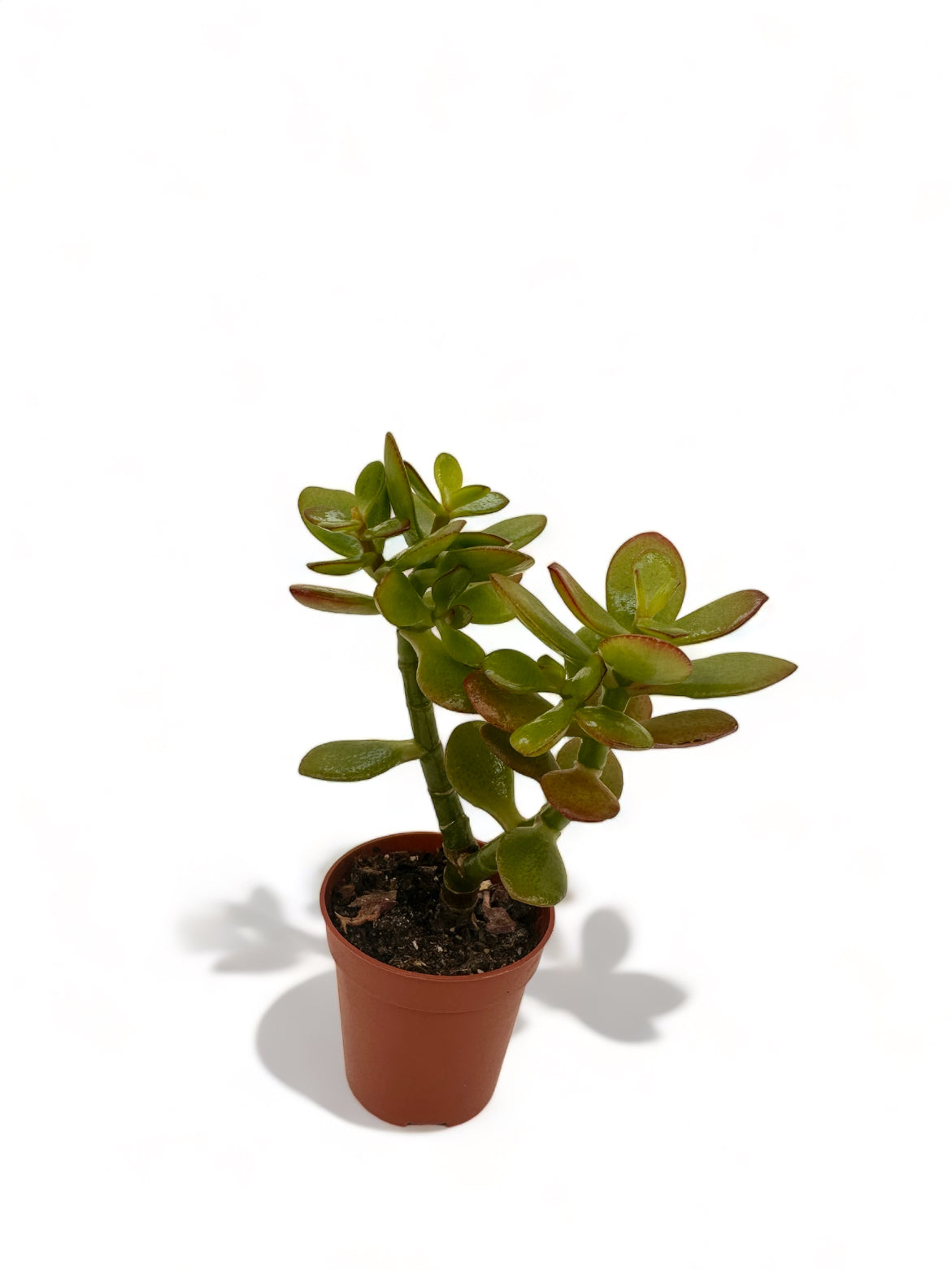 Παχύφυτο Crassula ovata Φ5,5εκ.
