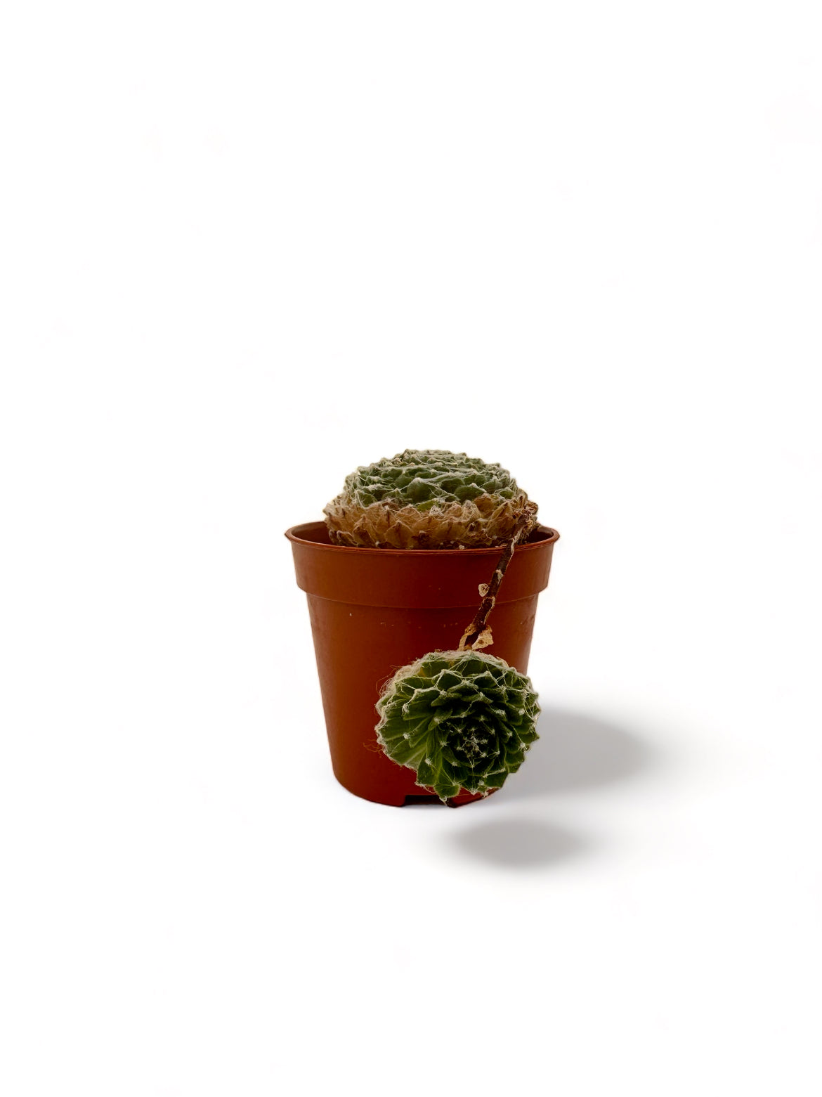 Παχύφυτο Sempervivum Arachnoideum Φ5,5εκ.