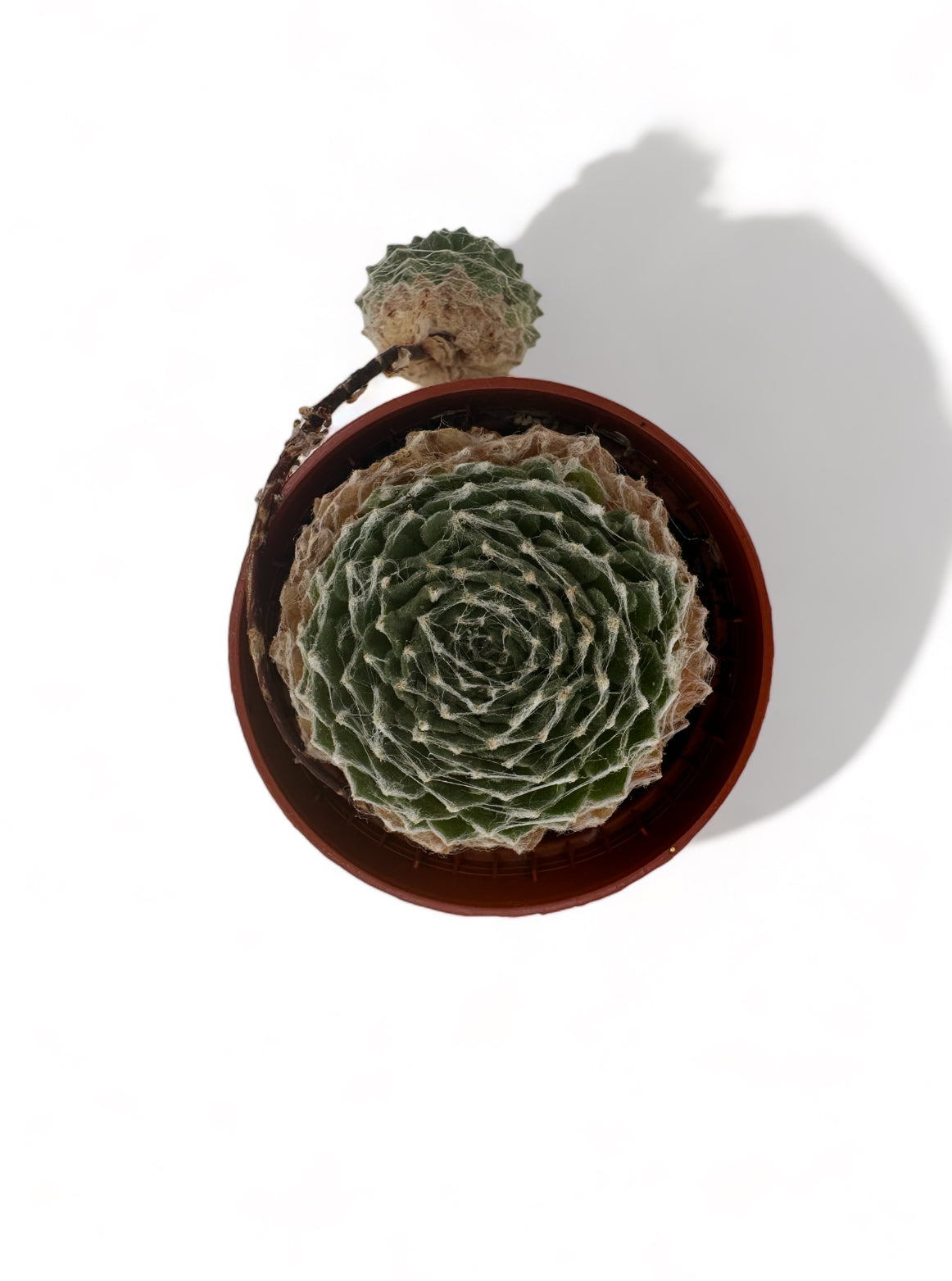 Παχύφυτο Sempervivum Arachnoideum Φ5,5εκ.