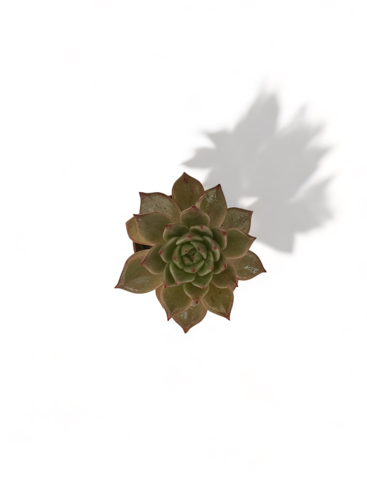 Παχύφυτο Echeveria belga Φ5,5εκ.