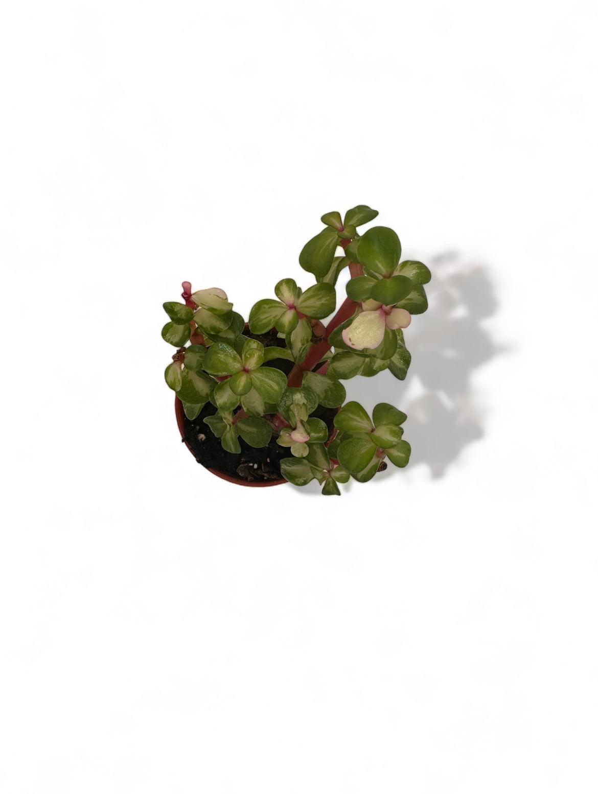 Παχύφυτο Portulacaria Afra Variegata Pink θάμνος ελέφαντα Φ5,5εκ.