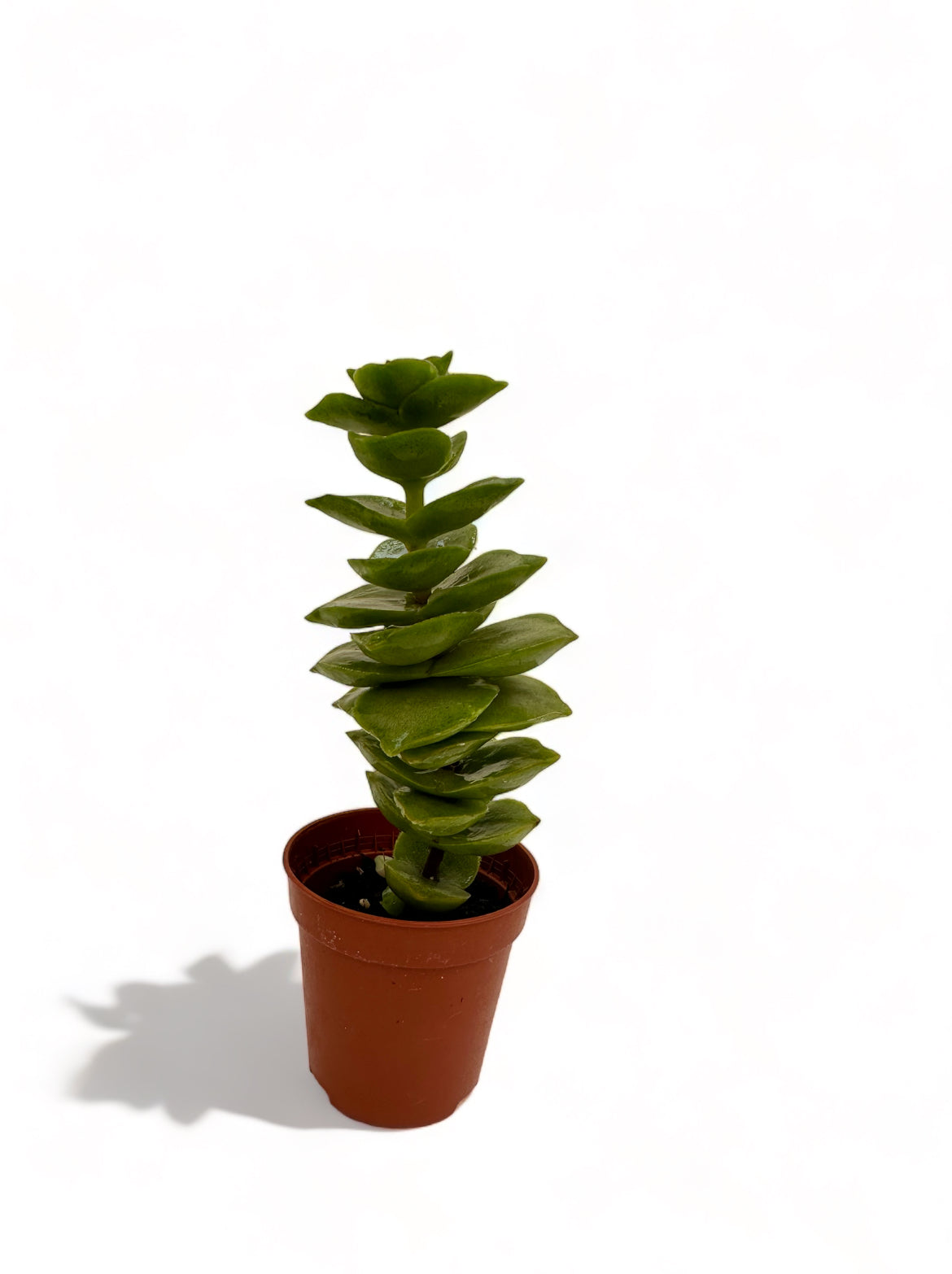 Παχύφυτο Crassula perforata Φ5,5εκ.