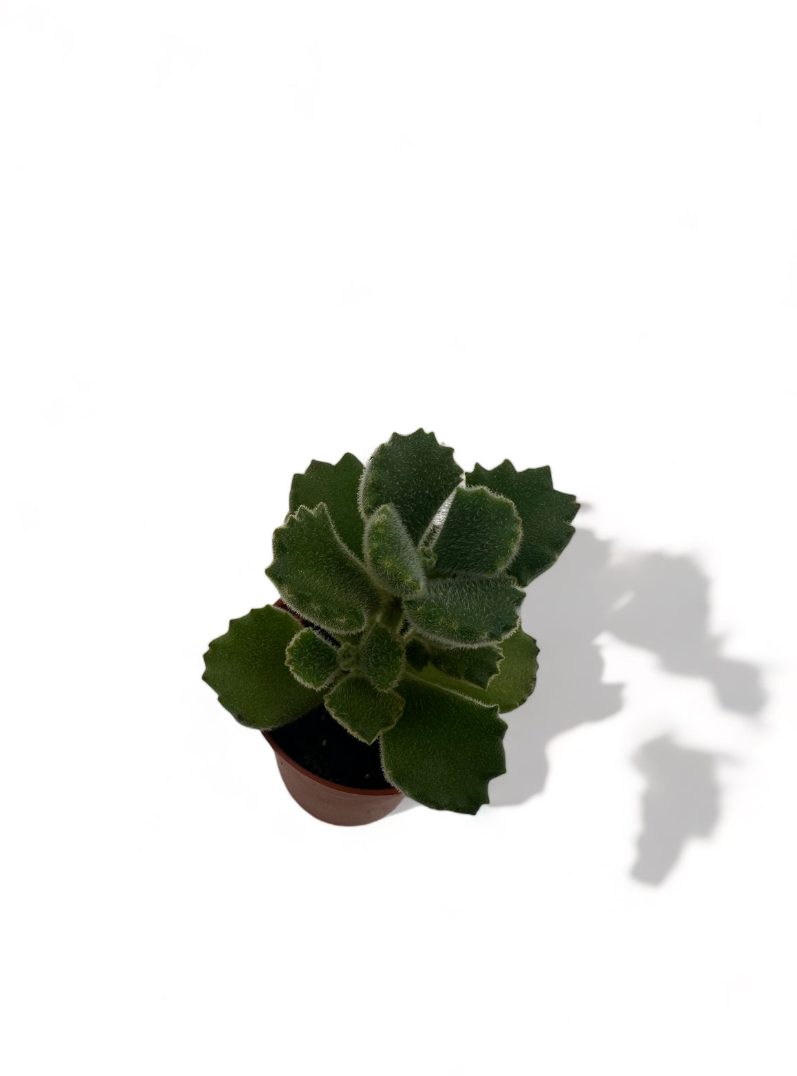 Παχύφυτο Cotyledon ladismithiensis πόδι της αρκούδας Φ5,5εκ.