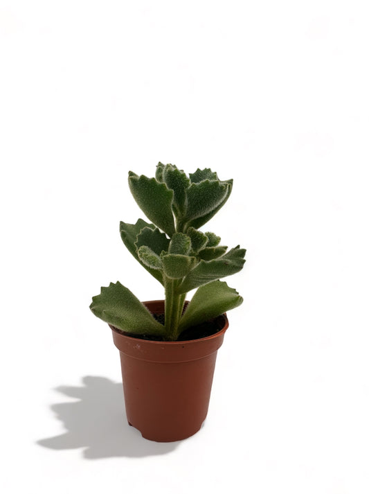 Παχύφυτο Cotyledon ladismithiensis πόδι της αρκούδας Φ5,5εκ.