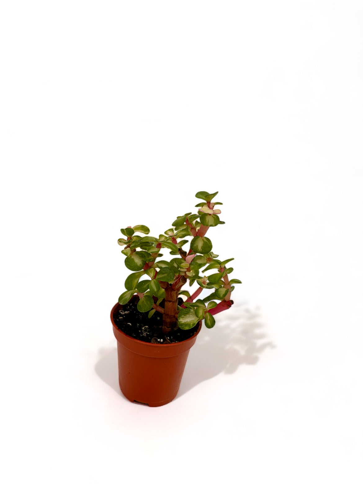 Παχύφυτο Portulacaria Afra Variegata Pink θάμνος ελέφαντα Φ5,5εκ.