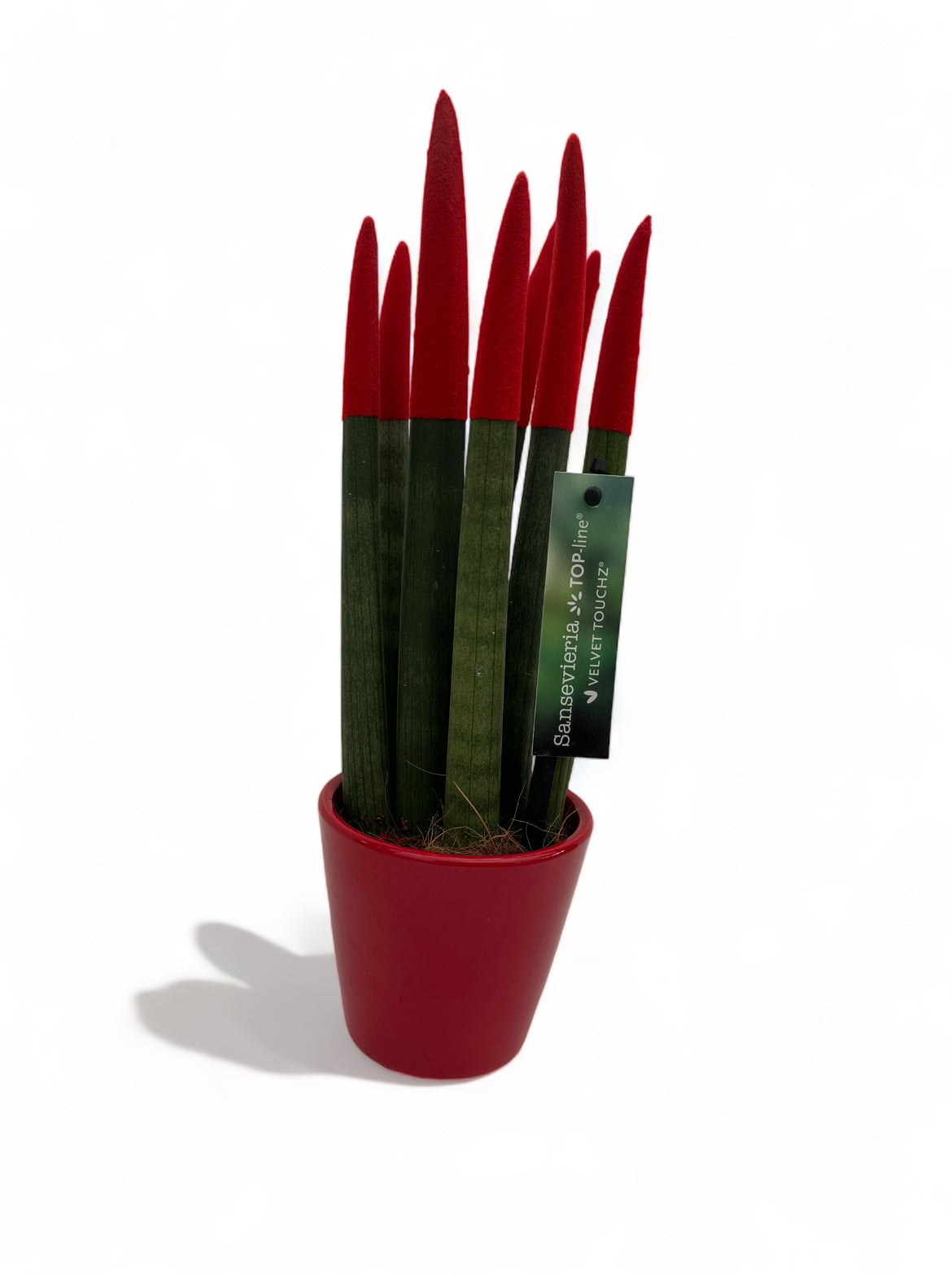 Παχύφυτο Σανσεβιέρια Sansevieria cylindrica Velvet Touch με κόκκινο κεραμικό κασπώ Φ10εκ.