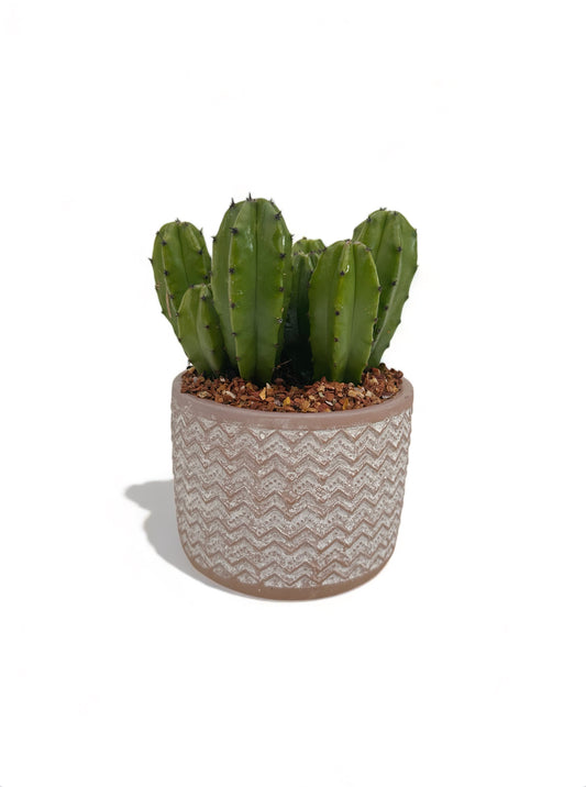 Κασπώ κεραμικό με κάκτο Myrtillocactus geometrizans