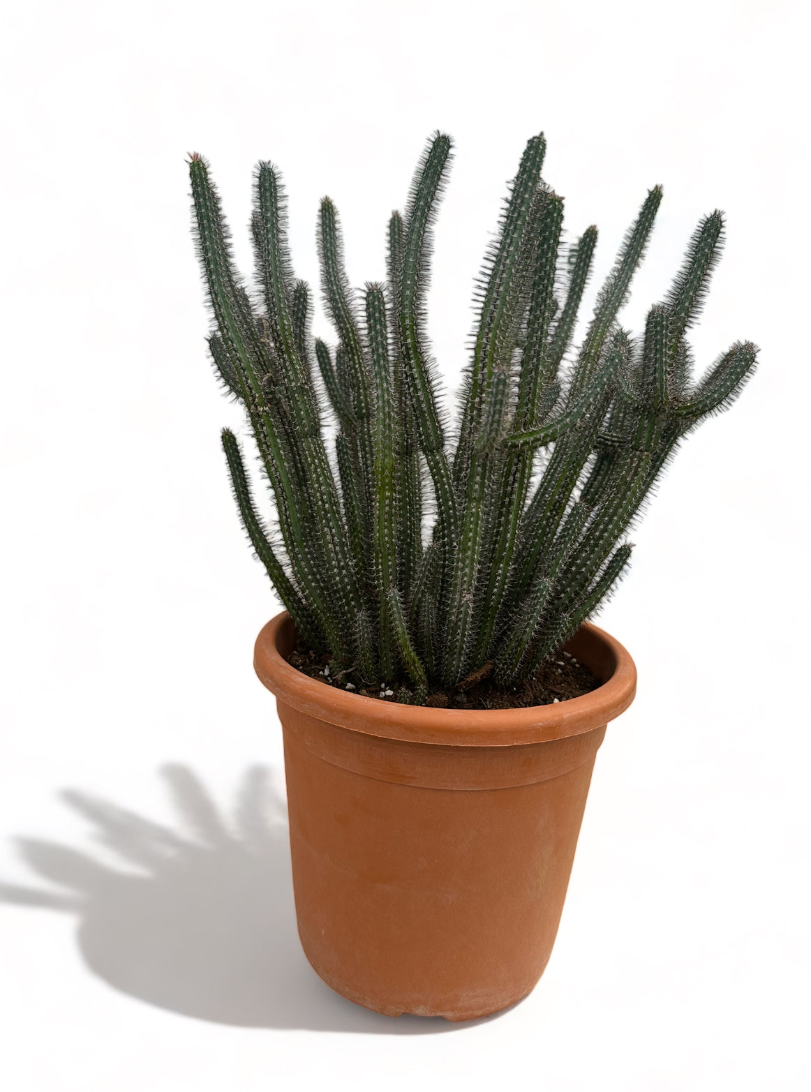 Κάκτος Euphorbia baioensis Φ22εκ.