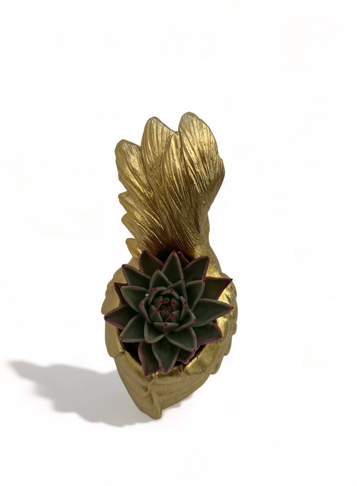 Κασπώ χρυσό BOM με Echeveria