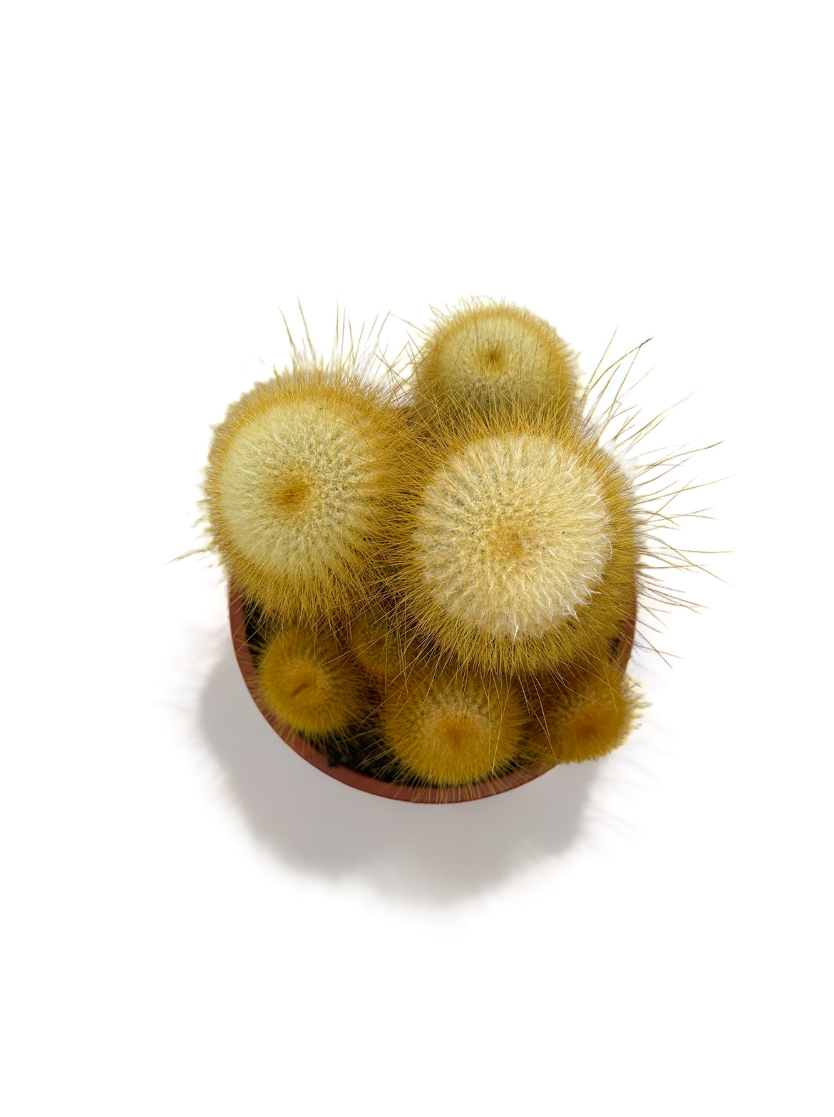 Κάκτος Parodia leninghausii ή the Yellow Tower Cactus Φ17εκ.