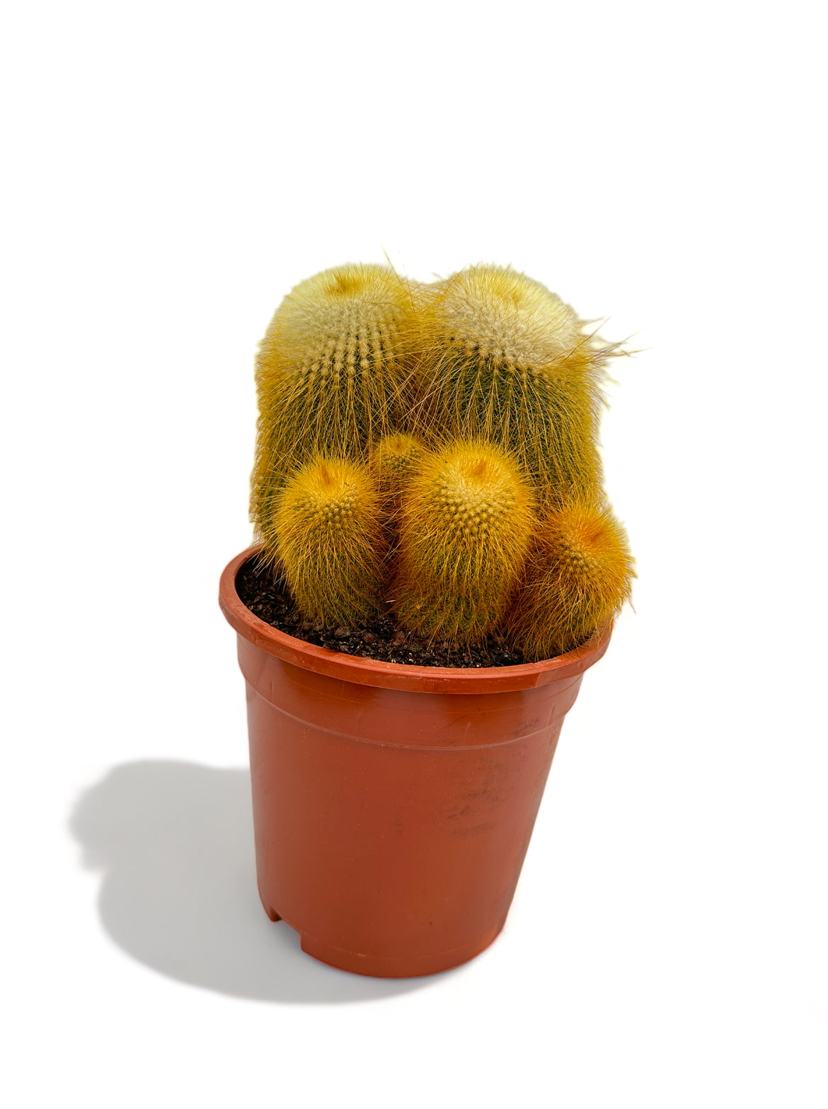 Κάκτος Parodia leninghausii ή the Yellow Tower Cactus Φ17εκ.