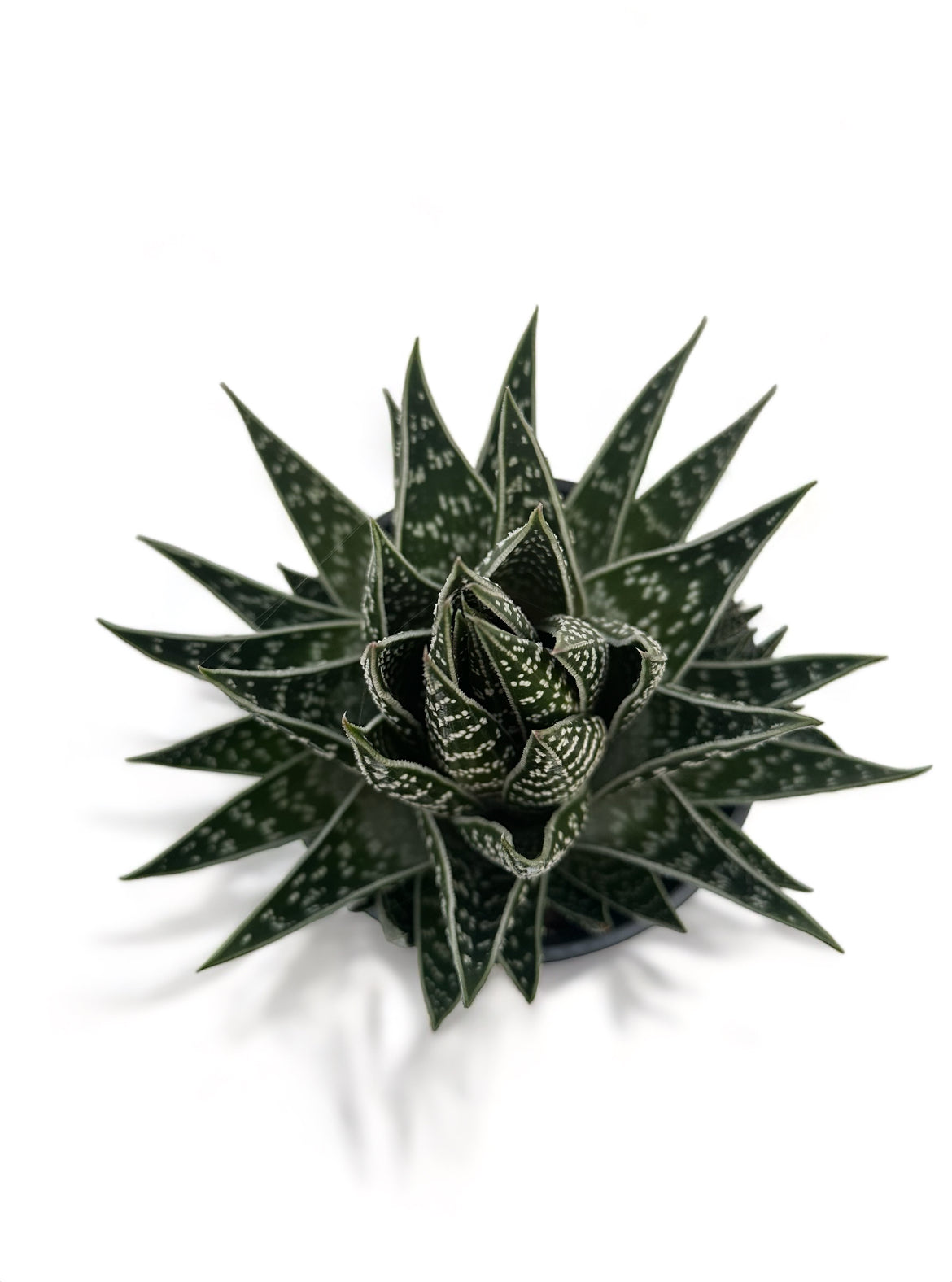 Παχύφυτο Αλόη Τίκι Aloe Tiki Tahi Φ18εκ. Υ20εκ.