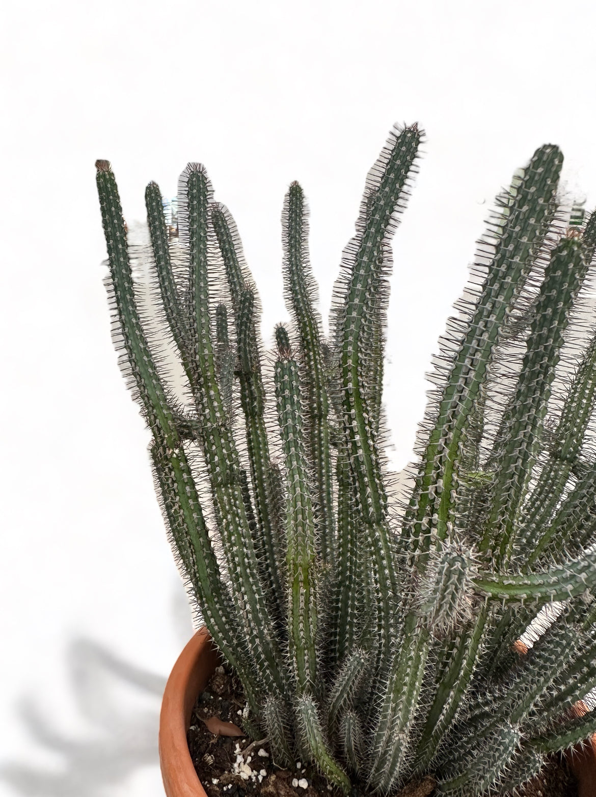 Κάκτος Euphorbia baioensis Φ22εκ.