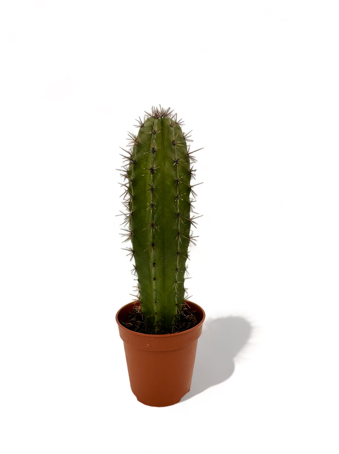 Κάκτος Φ5,5εκ.