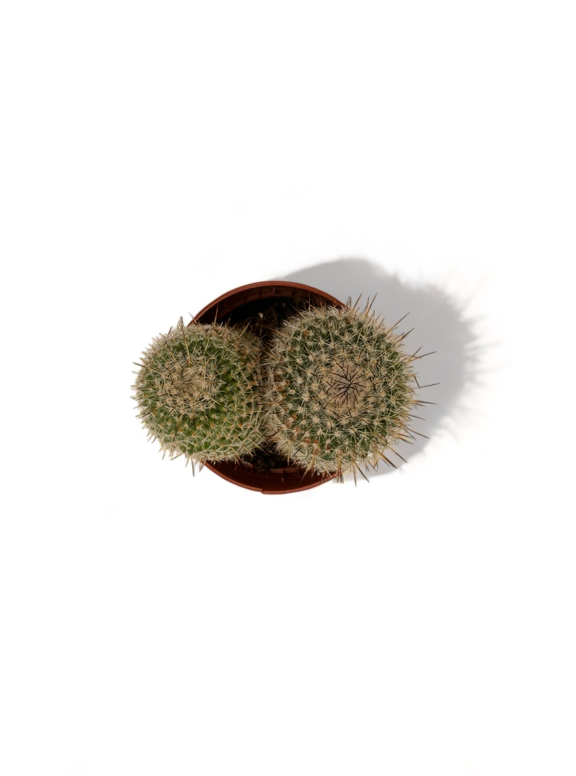 Κάκτος Mammillaria spinosissima Φ5,5εκ.